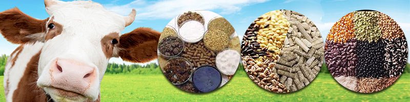 Make Aquatic Feed: Pellet Feed or Extruded Particle Feed