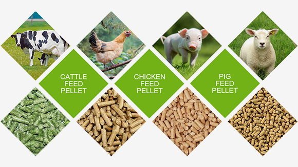 Wholesale Feed Machine Deals for Nigerian Agents 7 Feed Pellet Machine Price List in Nigeria